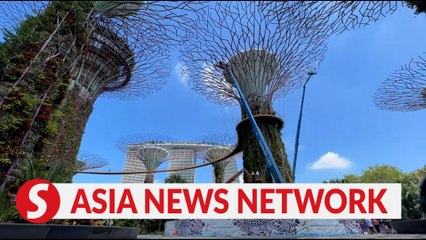 The Straits Times | New coat for 18 Supertrees at Gardens by the Bay