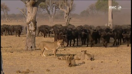 Documentaire Des Lions qui tournent mal.