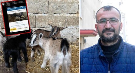 Cüce keçisini internetten satmak isterken ‘hayvan tacizcisi’ oldu