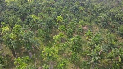 Egzotik Chontaduro meyvesi çatışma mağduru Kolombiyalı ailelere geçim kaynağı oldu