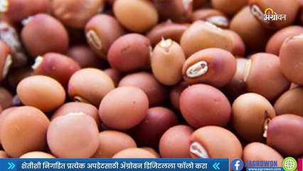 Tur Bazar | लातूर बाजारात तुरीचे दार स्थिरावले  | Sakal |