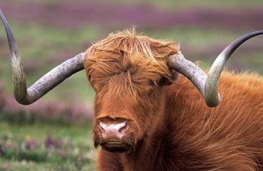 Bull saved after falling into swimming pool