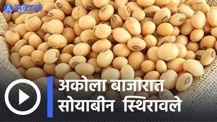 Soyabean Rate | अकोला बाजारात सोयाबीन  स्थिरावले  | Sakal |