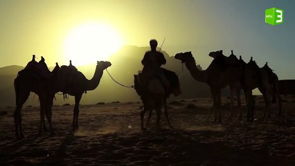 ذكر الإبل في القرآن والسنة