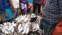 Chittagong fish market 2022 | Popular Fish Markets | Chittagong Fishery Ghat The fish market is crowded