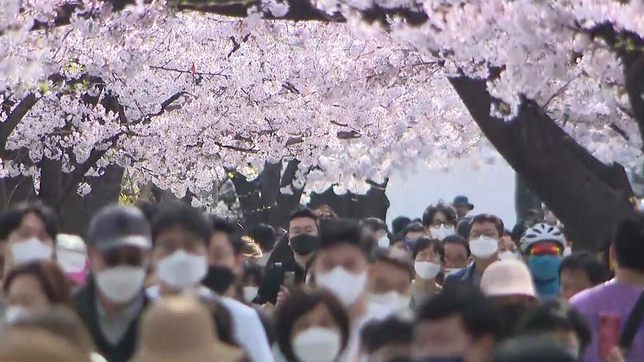 "활짝 피었고, 활짝 열렸다"...꽃 나들이객 '북적' 마음은 일상회복 / YTN