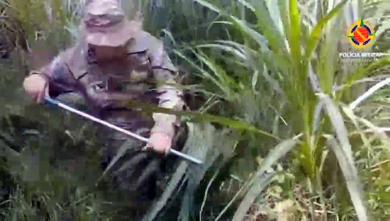 Buscas pela cobra píton continuam em mata no Gama