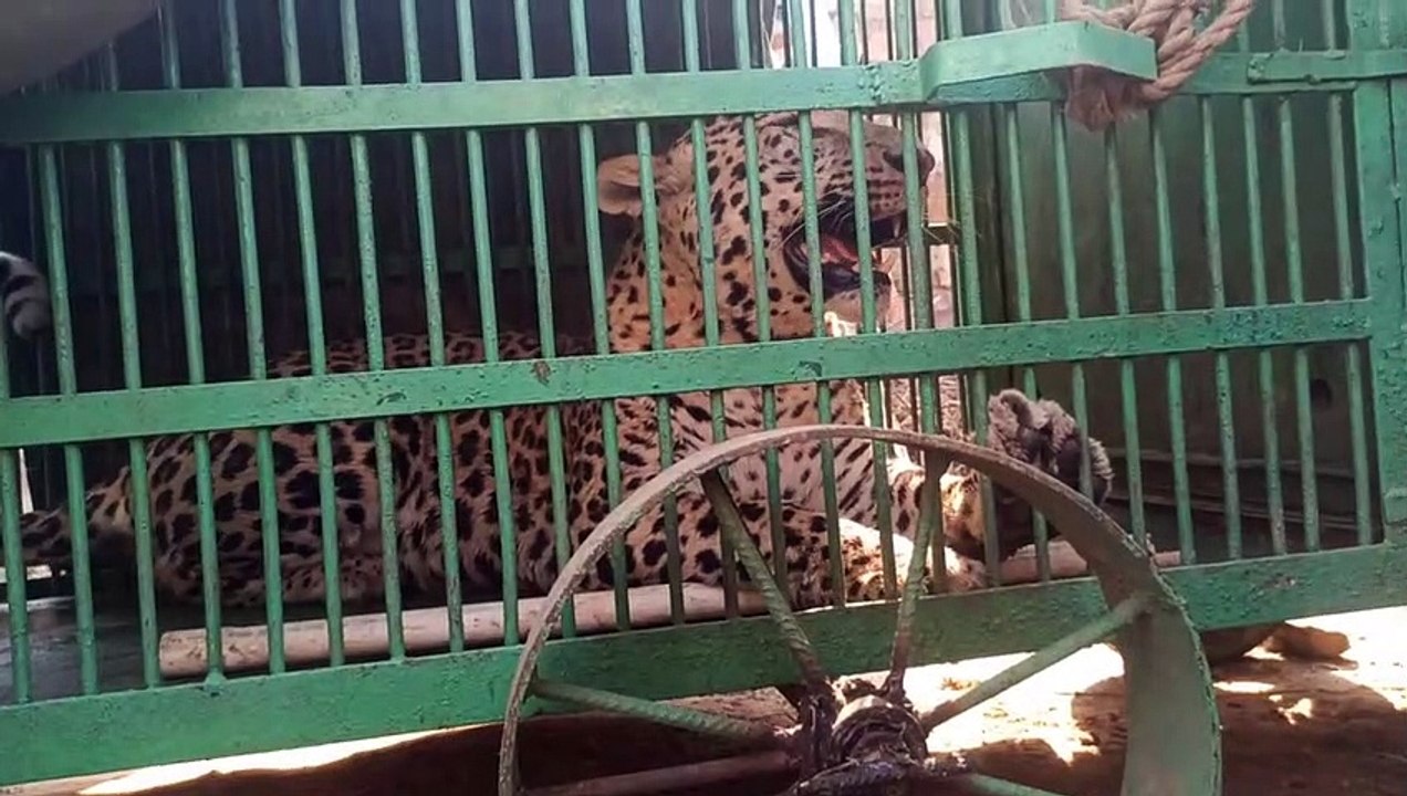 इलाके में आतंक का पर्याय बने तेंदुए को वन विभाग...