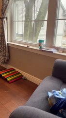 Rabbit Falls Off Window Ledge