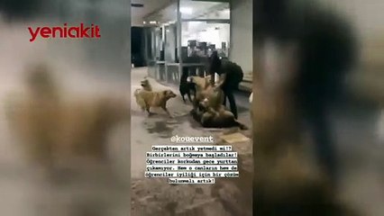 Kampüs mü köpek çiftliği mi? Saldırıya uğrayan öğrencilerden yardım çağrısı!