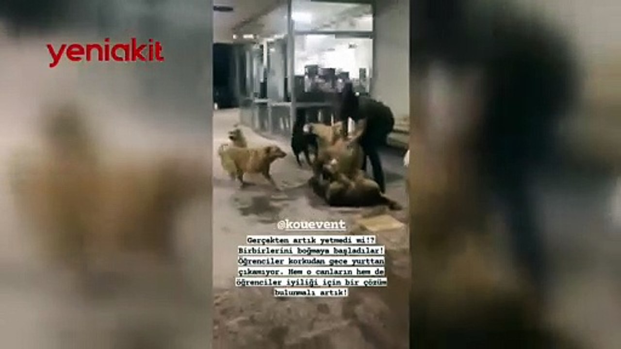 Kampüs mü köpek çiftliği mi? Saldırıya uğrayan öğrencilerden yardım çağrısı!