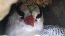 الرأس الأخضر: السياحة المتنامية تهدد عالم الطيور
