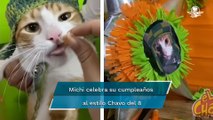 Gatito celebra su cumpleaños con fiesta de “El Chavo del 8”