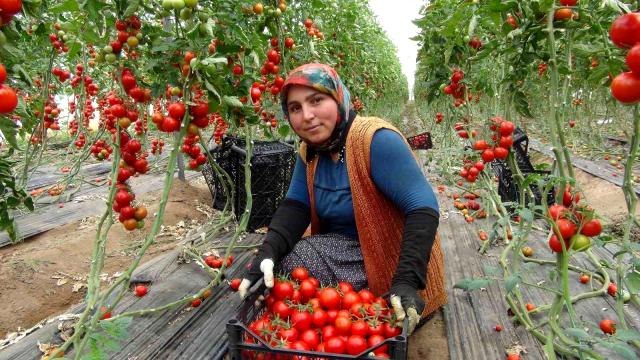 Mersin'de örtü altı domates tarlada 16.50 TL'den alıcı buluyor