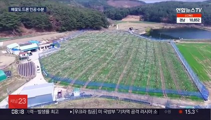 사나흘 걸릴 일을 30분 만에…드론으로 인공 수분