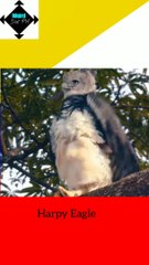 Harpy Eagle || weird animals || trivia