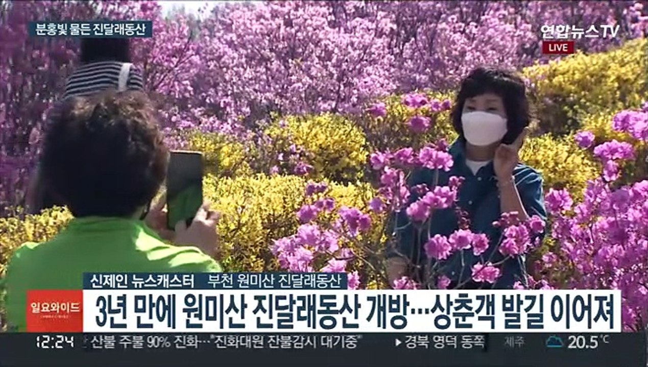 산 전체 물들인 분홍빛 진달래…3년 만에 개방