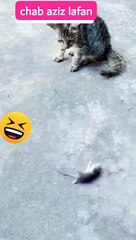 التبوحيط_ديال_بصح_الخوت_#facbook##ريلز_#comedy_#reels_#ضحك_#مسخرة_#فأر_#قط_#تيكتوك_#Tiktok_#shorts_#store_#العالم(