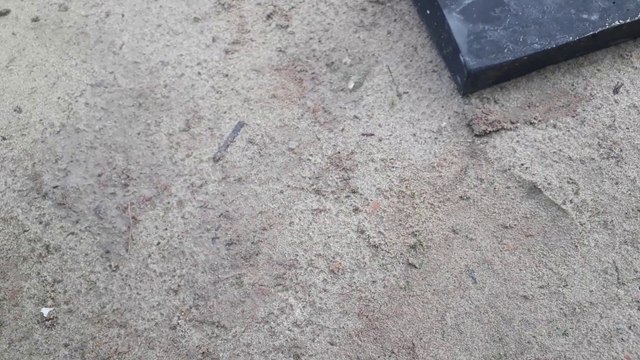 Membersihkan Kuda Sapi Gajah Harimau Kambing Anak Sapi