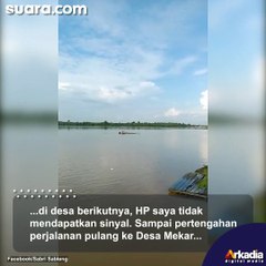 Kejadian Langka! Penampakan Gerombolan Sapi Jalan di Atas Air Melintasi Sungai Kapuas