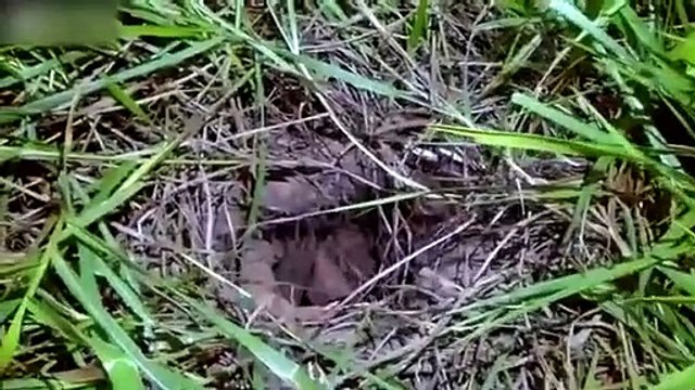 Un détenu en fuite s'est enterré dans la boue pour échapper à la police