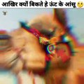 आखिर क्यों बिकते हे ऊंट के आंसू|fact about camel #shortsvideo #newfacts