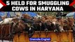 Haryana: 5 held for cow smuggling and alleged firing at cow vigilantes | OneIndia News