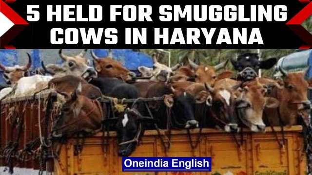 Haryana: 5 held for cow smuggling and alleged firing at cow vigilantes | OneIndia News