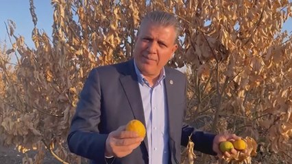 Limon ağaçları kurudu