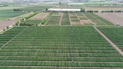 ESKİŞEHİR - Yerli bisküvilik buğday "Kanatlı" iki yıl içinde çiftçinin tarlasında olacak