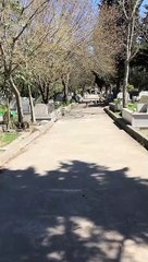 Köpekperestlerin ölüye bile saygısı yok!