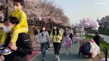 La floración de los cerezos en Seúl marca el inicio de una primavera sin restricciones sanitarias