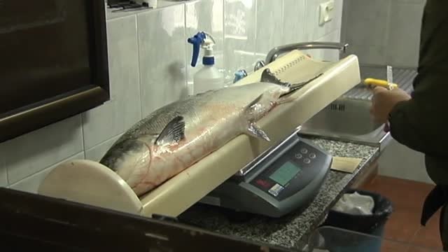 El campanu de Asturias 2022 se pesca en el río Narcea y pesa 6,7 kilos