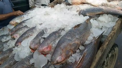 The most popular fish market | chittagong fishery ghat in Bangladesh