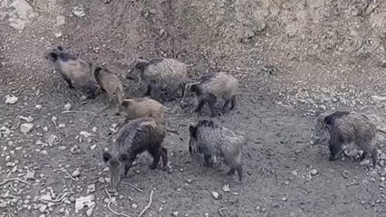 İstanbul’a domuz indi