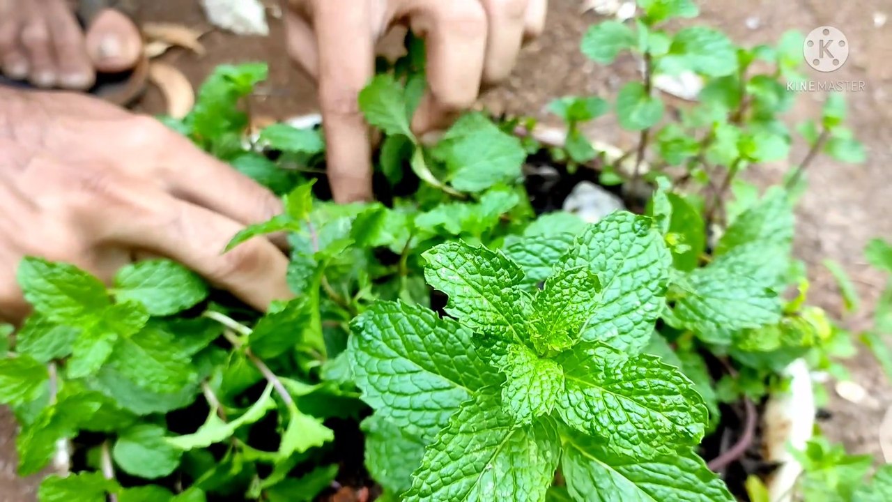 how to plant mint | how to grow mint from cuttings | how to plant a mint plant