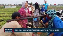 Berkah Ramadan Dirasakan Petani Timun Suri