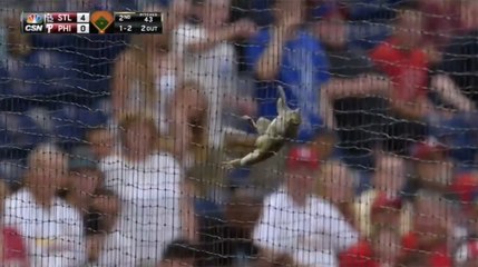 Ce petit écureuil a réussi à perturber pendant plusieurs minutes un match de base-ball... Le Zapping Web