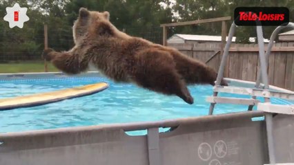 Vous souffrez de la canicule ? Suivez l'exemple de cet ours... le Zapping web