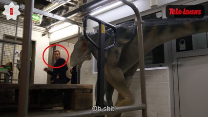 Chris Pratt (Jurassic World) effrayé par un dinosaure... le Zapping web