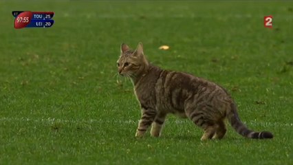 Insolite : Un chat perturbe la demi-finale de Champions Cup, Toulon-Leinster (VIDEO)