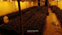 La policía descubre 855 plantas de marihuana en Sant Martí