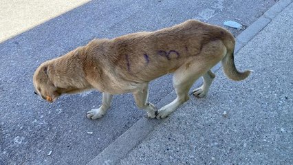 UMUTTEPE'DEKİ KÖPEĞİN ÜZERİNE SPREY BOYAYLA 'UMUT' YAZDILAR