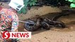 Bomba captures 50kg python in Lenggong