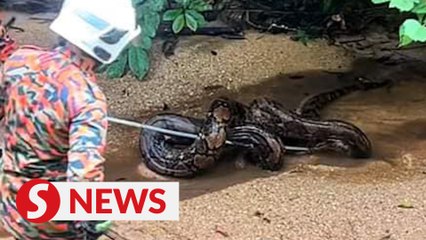 Bomba captures 50kg python in Lenggong