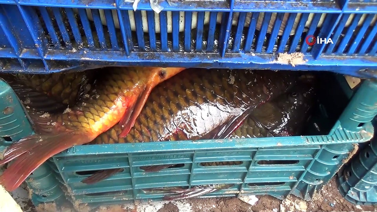 İhbarı alan ekipler harekete geçti! 2 buçuk ton balığa el konuldu, imha edilecek