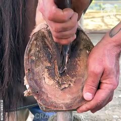 ASMR oddly satisfying hoof restoration