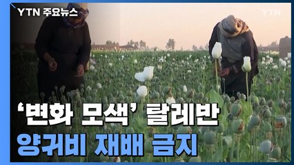 "변화 모색" 탈레반...'3조 수입원' 양귀비 포기 이유는? / YTN