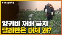 [자막뉴스] 탈레반이 '양귀비' 재배 금지시킨 이유 / YTN
