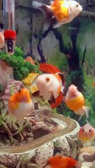 kasih makan ikan yang lucu || feed the cute fish